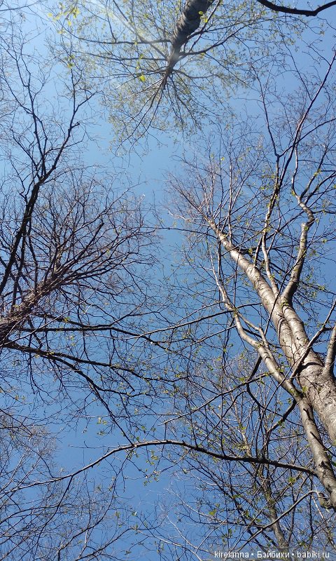 Прогулки с феями. Часть 2, цветы до самого неба