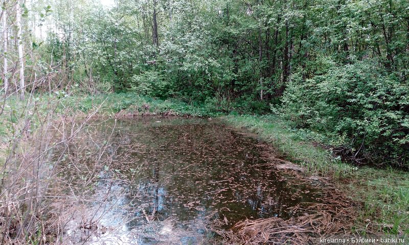 Прогулки с феями. Часть 1, вилиса и волшебные грибы (фото 6)