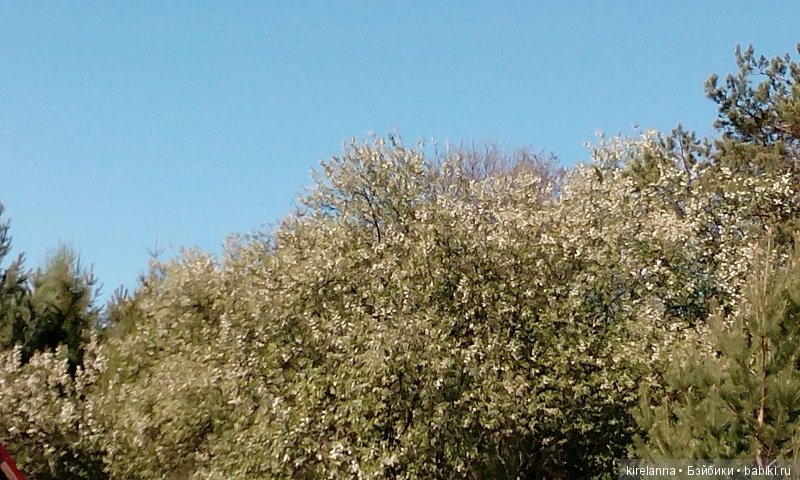 Прогулки с феями. Часть 2, цветы до самого неба