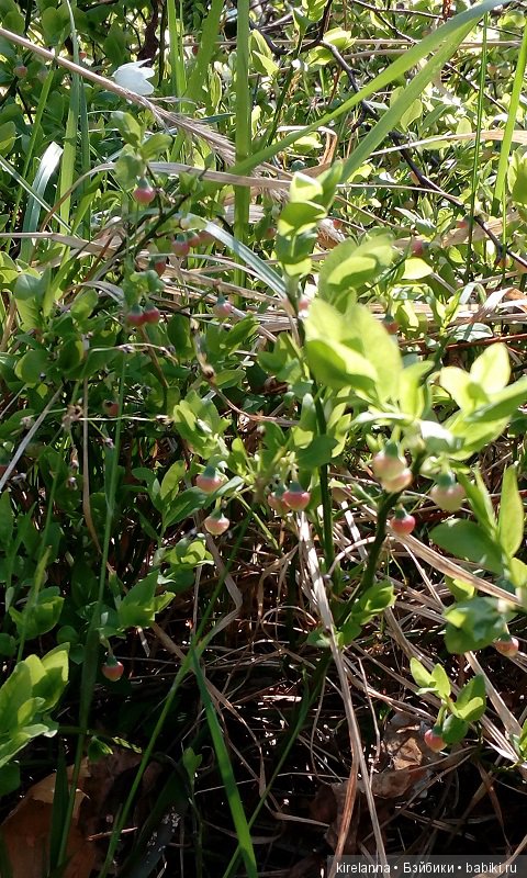 Прогулки с феями. Часть 2, цветы до самого неба