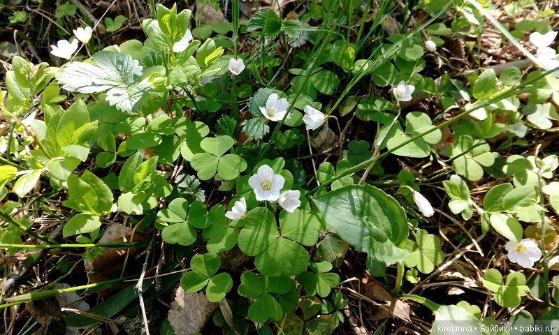 Прогулки с феями. Часть 2, цветы до самого неба
