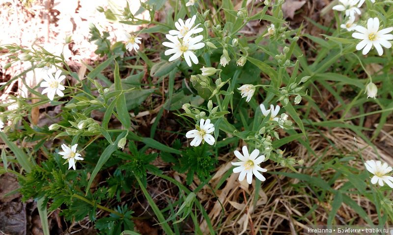Прогулки с феями. Часть 1, вилиса и волшебные грибы