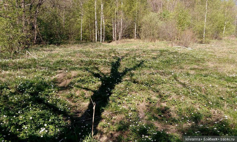 Прогулки с феями. Часть 2, цветы до самого неба