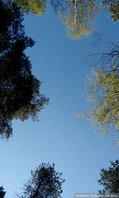 Прогулки с феями. Часть 2, цветы до самого неба