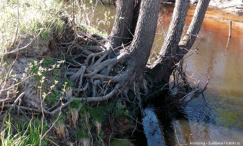 Прогулки с феями. Часть 2, цветы до самого неба