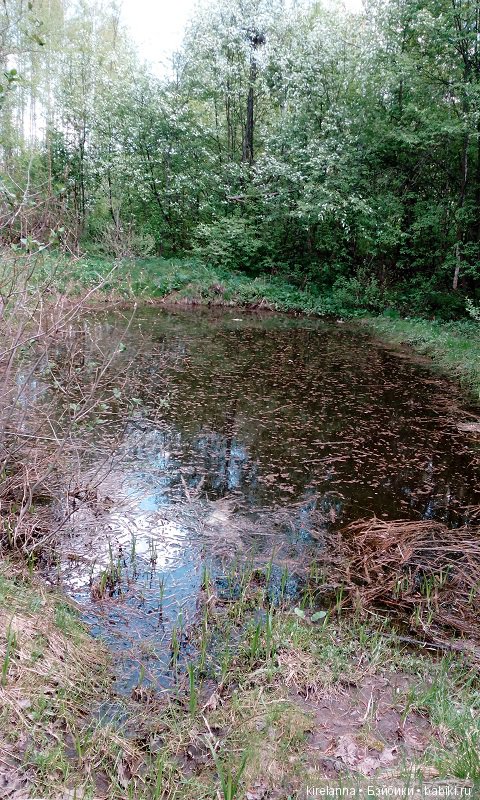 Прогулки с феями. Часть 1, вилиса и волшебные грибы (фото 7)