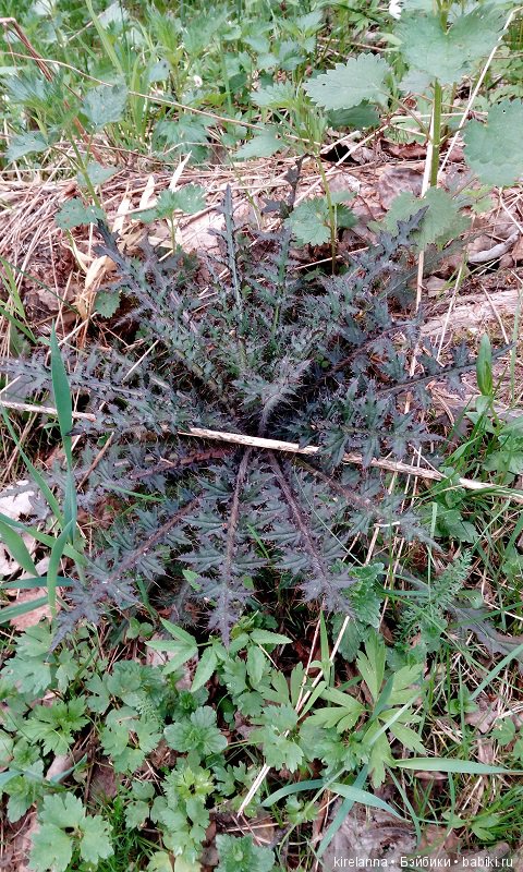 Прогулки с феями. Часть 1, вилиса и волшебные грибы (фото 9)