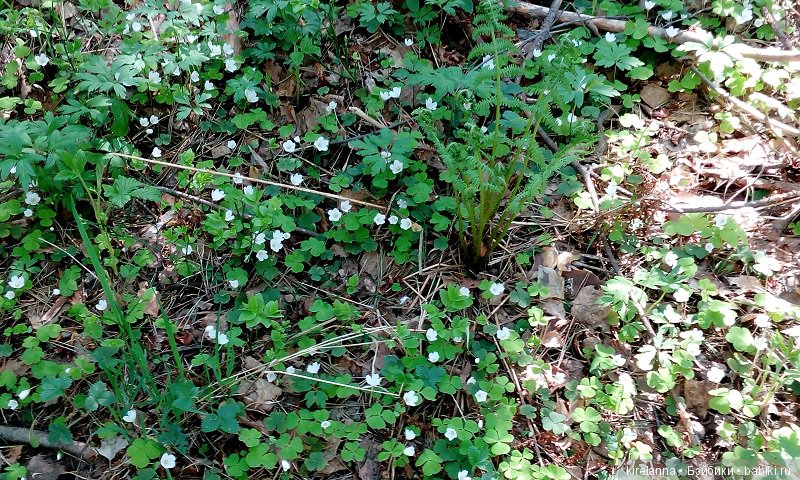 Прогулки с феями. Часть 2, цветы до самого неба