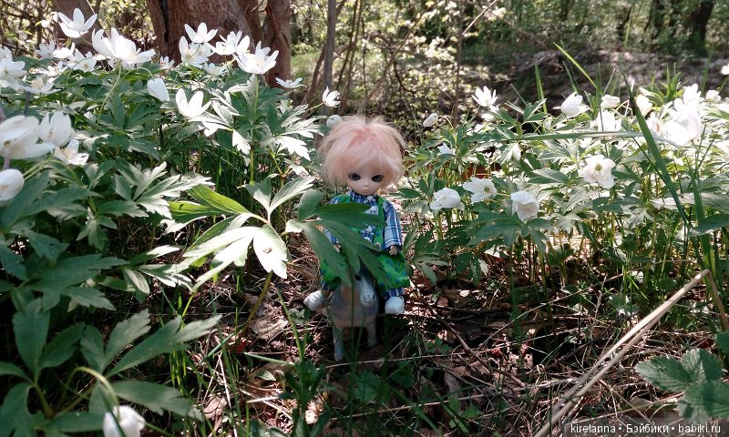 Прогулки с феями. Часть 1, вилиса и волшебные грибы