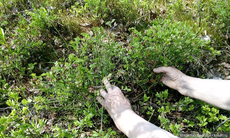 Прогулки с феями. Часть 1, вилиса и волшебные грибы (фото 10)