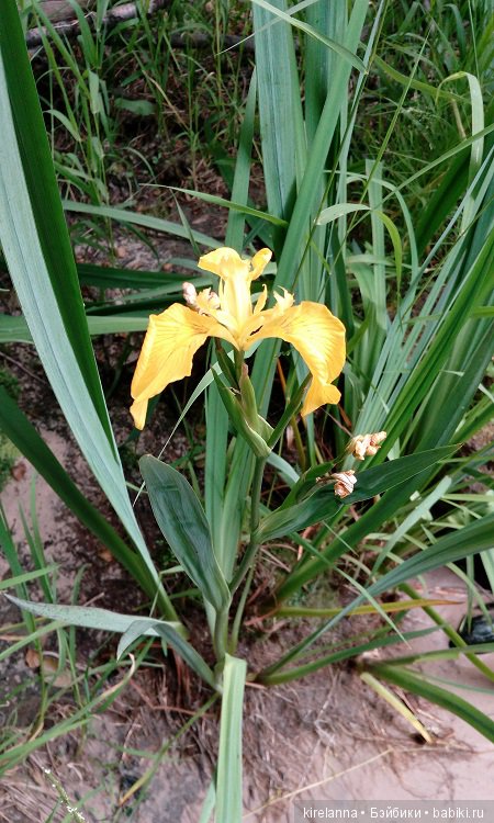 Прогулки с феями. Часть 6 - Вилька и немного живности (фото 4)