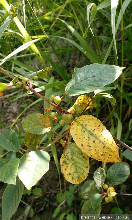 Прогулки с феями. Часть 6 - Вилька и немного живности (фото 6)