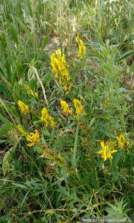 Прогулки с феями. Часть 5 - ягодный фей (фото 3)