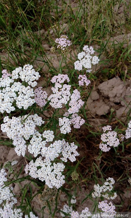 Прогулки с феями. Часть 5 - ягодный фей (фото 5)