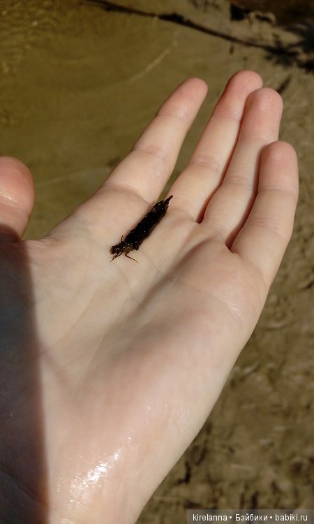 Прогулки с феями. Часть 6 - Вилька и немного живности