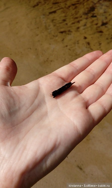 Прогулки с феями. Часть 6 - Вилька и немного живности