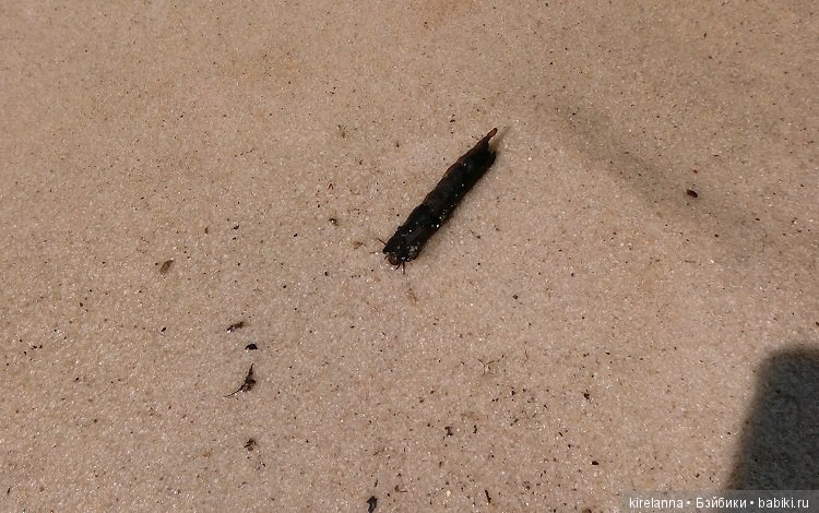 Прогулки с феями. Часть 6 - Вилька и немного живности