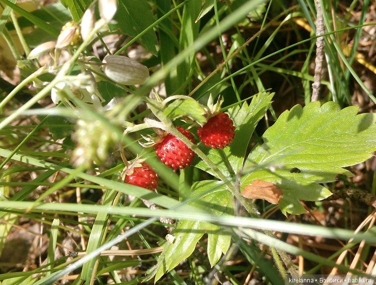 Прогулки с феями. Часть 5 - ягодный фей (фото 8)