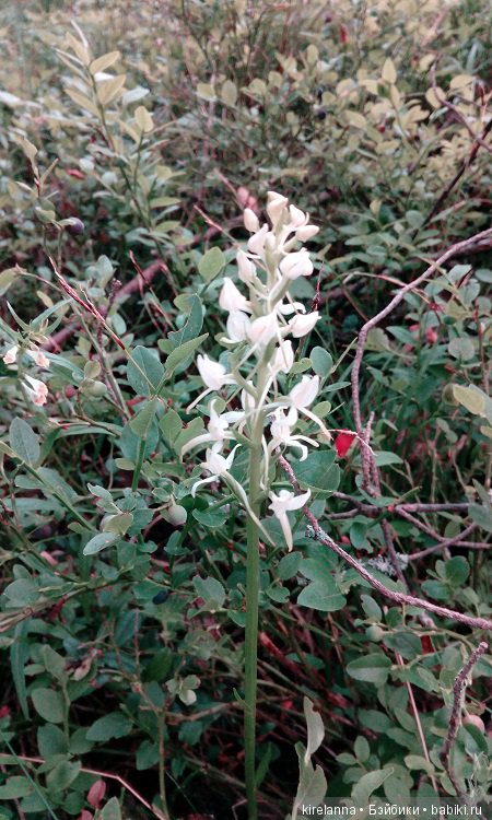 Прогулки с феями. Часть 5 - ягодный фей