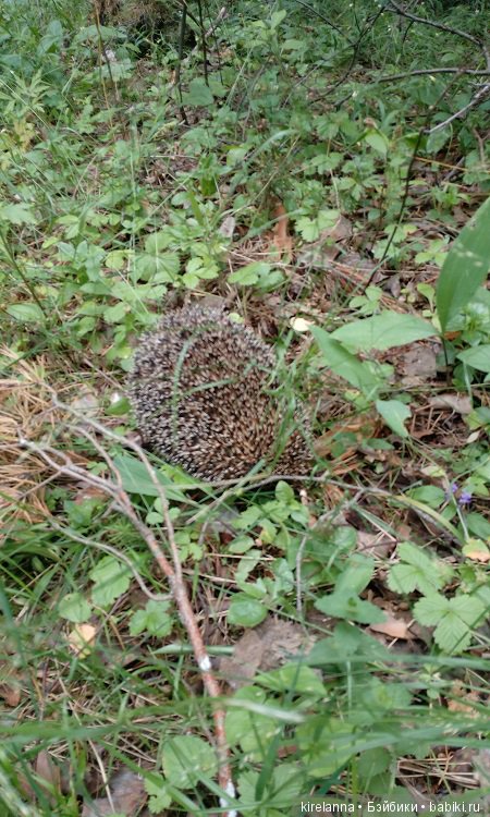 Прогулки с феями. Часть 6 - Вилька и немного живности