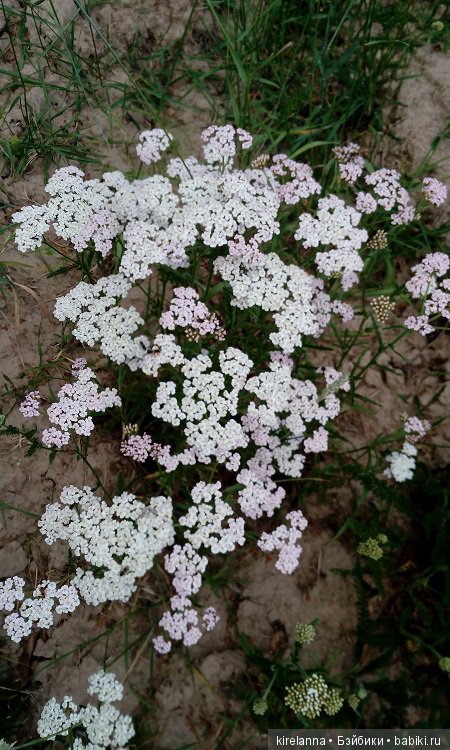 Прогулки с феями. Часть 5 - ягодный фей (фото 4)