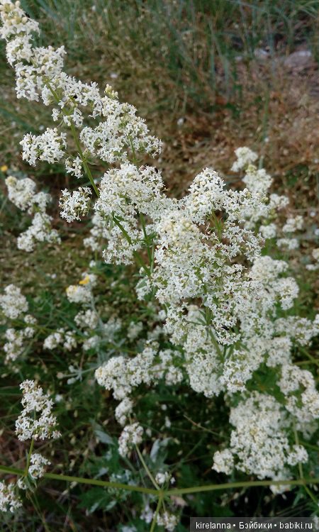 Прогулки с феями. Часть 5 - ягодный фей (фото 2)