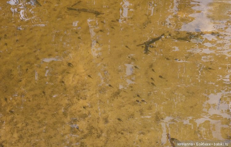 Прогулки с феями. Часть 6 - Вилька и немного живности (фото 7)