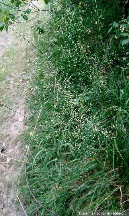 Прогулки с феями. Часть 6 - Вилька и немного живности (фото 3)