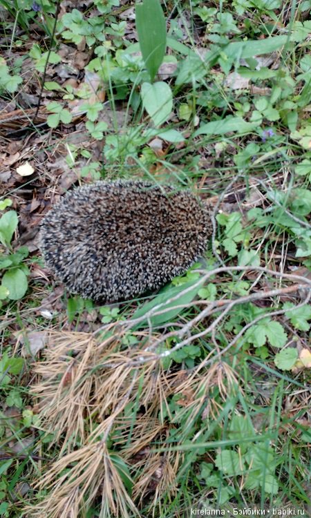 Прогулки с феями. Часть 6 - Вилька и немного живности