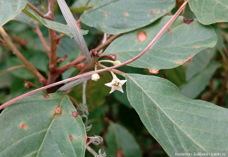 Прогулки с феями. Часть 6 - Вилька и немного живности (фото 5)