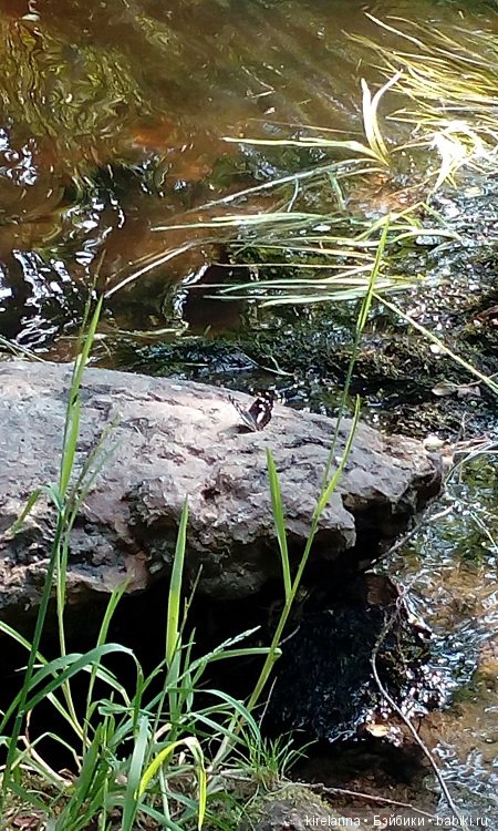 Прогулки с феями. Часть 6 - Вилька и немного живности (фото 8)