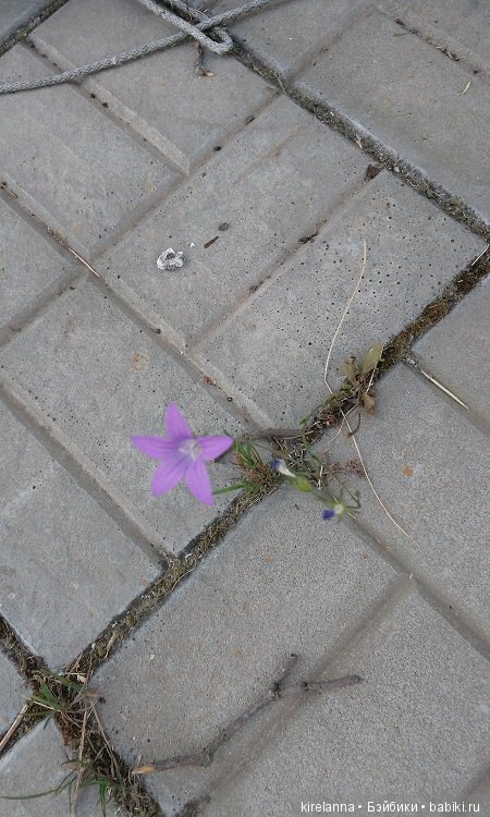 Один вечер в середине лета (фото 7)
