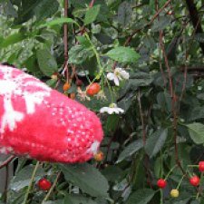 Благодарности пост, или ещё пара слов о Небесных Китах