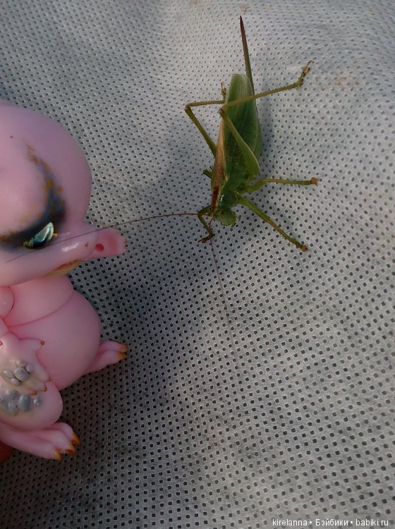 Гиацинт дачный, ягодно-цветочный