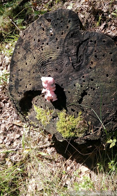Гиацинт дачный, ягодно-цветочный