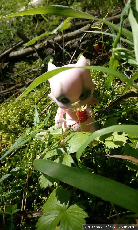 Гиацинт дачный, ягодно-цветочный