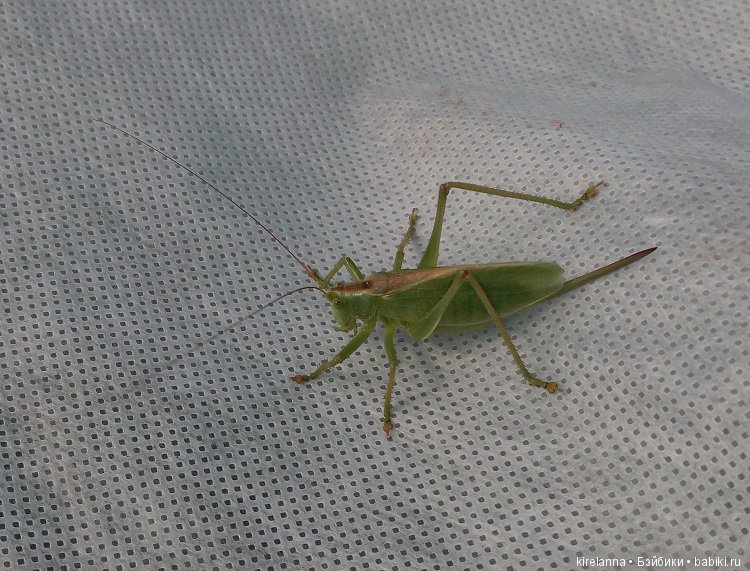 Гиацинт дачный, ягодно-цветочный (фото 2)