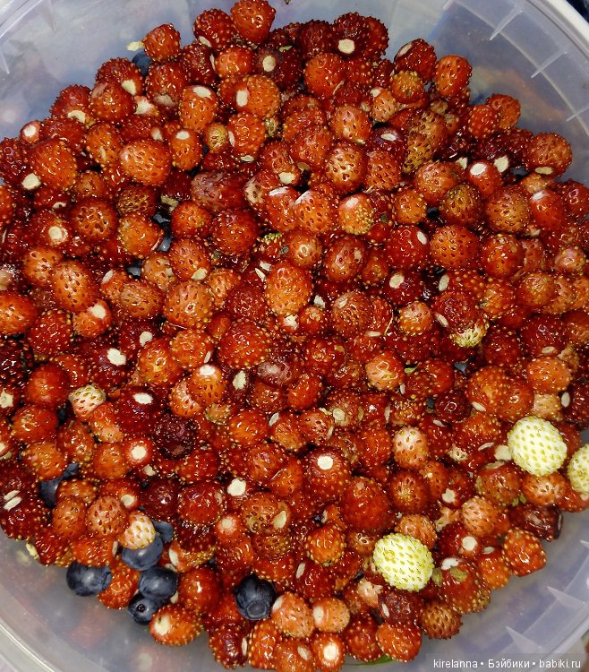 Гиацинт дачный, ягодно-цветочный