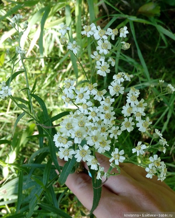 Наше лето. Часть 2 - река, маги и стрекозы