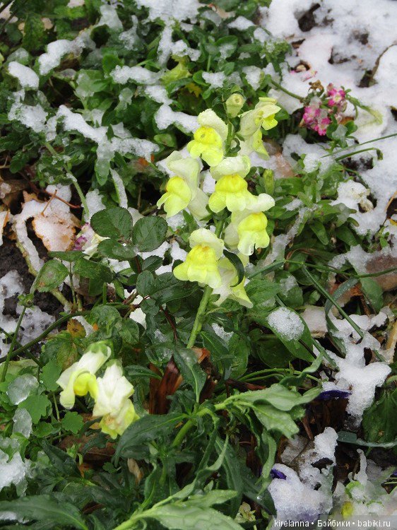 Первый снег — Болталка и разговоры обо всем: жизнь (фото 2)