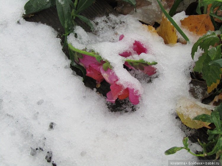 Первый снег — Болталка и разговоры обо всем: жизнь