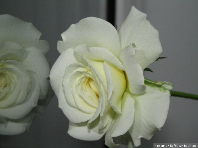 Поздний вечер на подоконнике (фото 8)