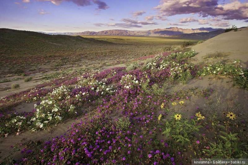 Подлинная история Зорро. Глава 60 (фото 2)