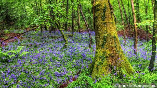 Байки домового. Папоротниковый лес - часть 1