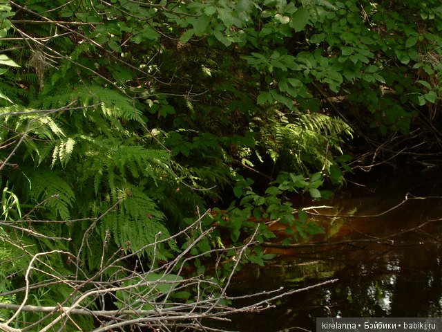 Байки домового. Папоротниковый лес - часть 1