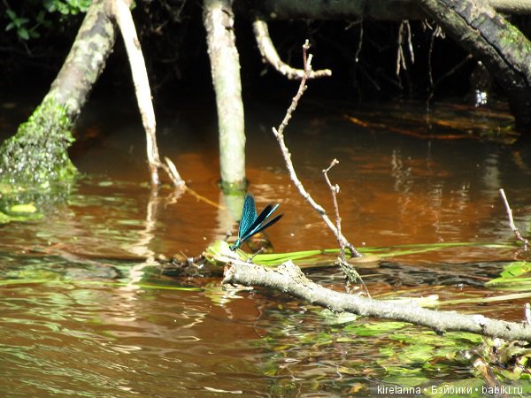Байки домового. Папоротниковый лес - часть 2