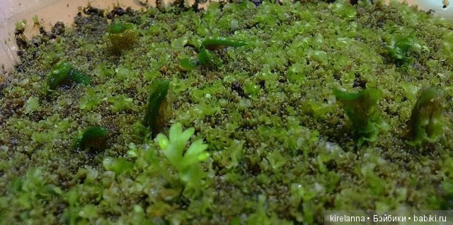 Байки домового. Папоротниковый лес - часть 2