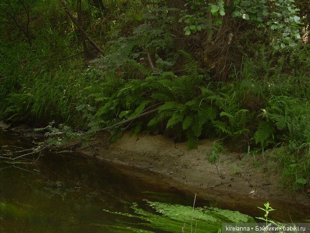 Байки домового. Папоротниковый лес - часть 2