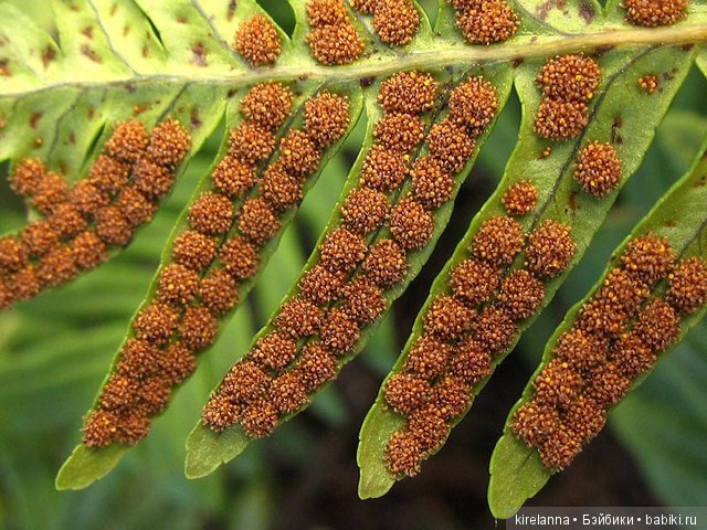 Байки домового. Папоротниковый лес - часть 2