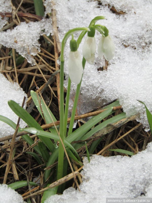 Подснежное — Болталка и разговоры обо всем: жизнь (фото 3)